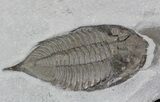 Dalmanites Trilobite - New York #42685-2